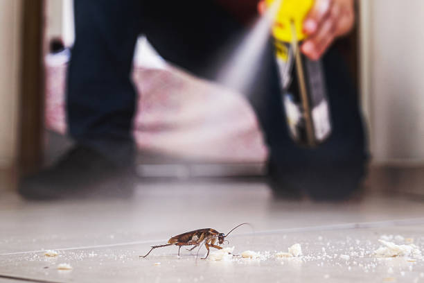 Best Termite Control Services  in Stuart, FL